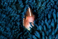   Nemo portrait  